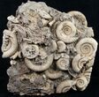 Tall Ammonite Cluster From Germany #8828-2